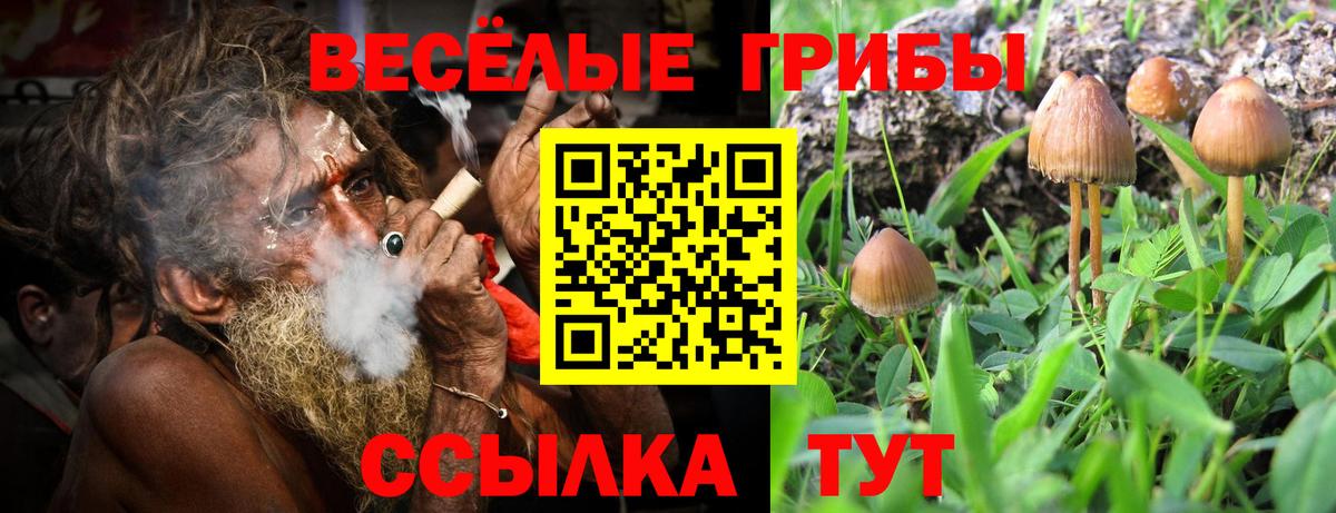где можно купить наркотик  Галлюциногенные грибы MAGIC MUSHROOMS  Вход с VPN  Шадринск 