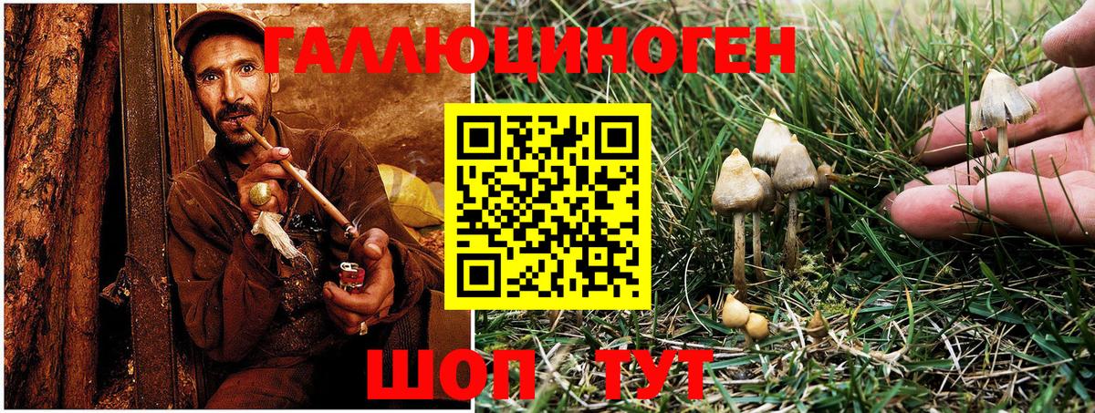 Галлюциногенные грибы Psilocybe Шадринск
